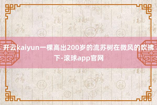 开云kaiyun一棵高出200岁的流苏树在微风的吹拂下-滚球app官网