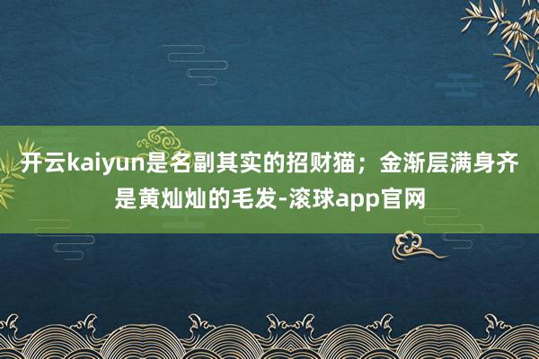 开云kaiyun是名副其实的招财猫；金渐层满身齐是黄灿灿的毛发-滚球app官网